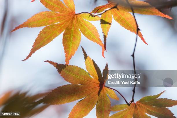 set of maple leafs - kaffe stockfoto's en -beelden