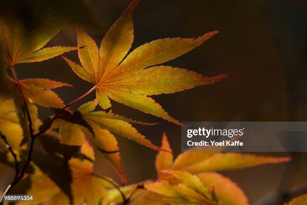 set of maple leafs - kaffe stockfoto's en -beelden