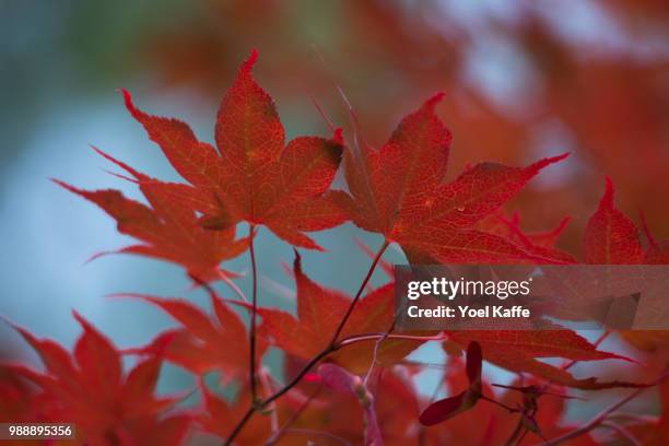 set of maple leafs - kaffe stockfoto's en -beelden