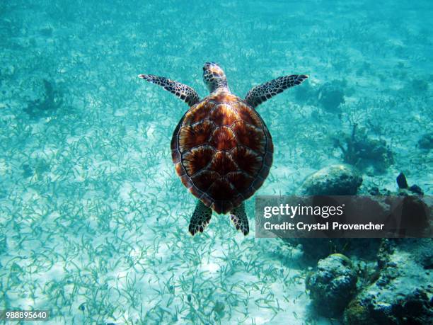 Turtleback Subs 61 Turtle Sub Stock Photos, High-Res Pictures, and Images - Getty Images