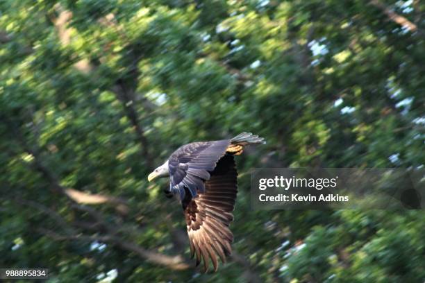 young female bald eagle - female bald eagle 個照片及圖片檔