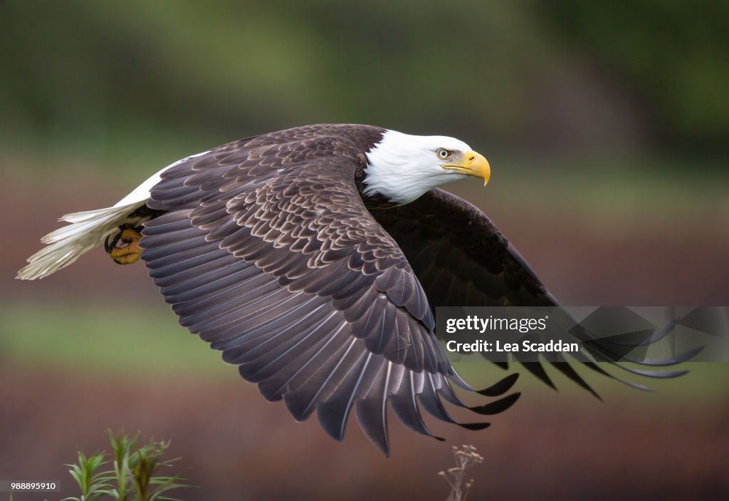 Bald Eagle