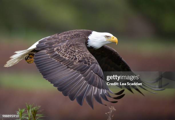 bald eagle - bald eagle stock pictures, royalty-free photos & images