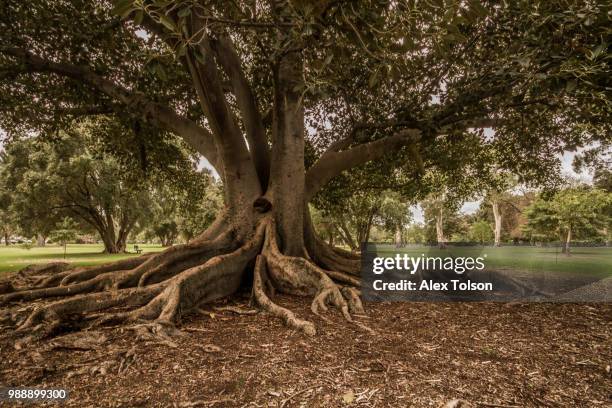 moreton bay fig tree - bay tree photos et images de collection