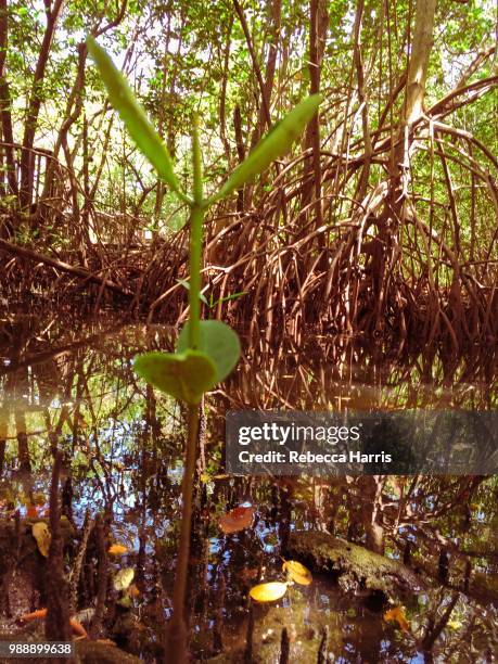 mangrove forest reflections - lily harris - fotografias e filmes do acervo