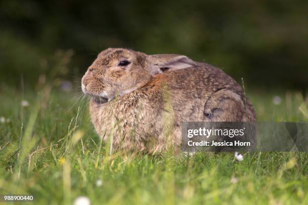 Bug Rabbit Jessica Rabbit 180 Jessica Rabbit Stock Photos, High-Res Pictures, and Images - Getty ...