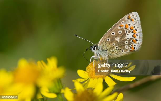 common blue butterfly sony a55 70-400mm - john oakley stock pictures, royalty-free photos & images
