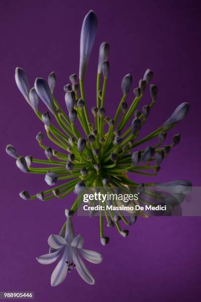 agapanthus - medici stock pictures, royalty-free photos & images