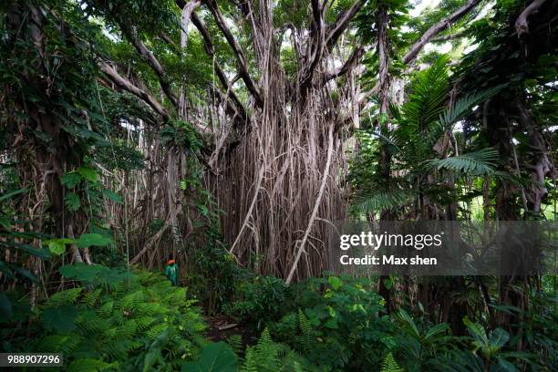 giant banyan tree in the rainforest - banyan tree stock-fotos und bilder