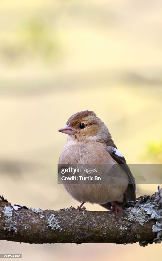 Common chaffinch