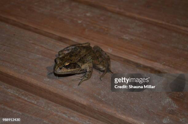 hello frog - anura stock pictures, royalty-free photos & images
