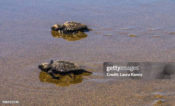race of life - turtle race stock pictures, royalty-free photos & images