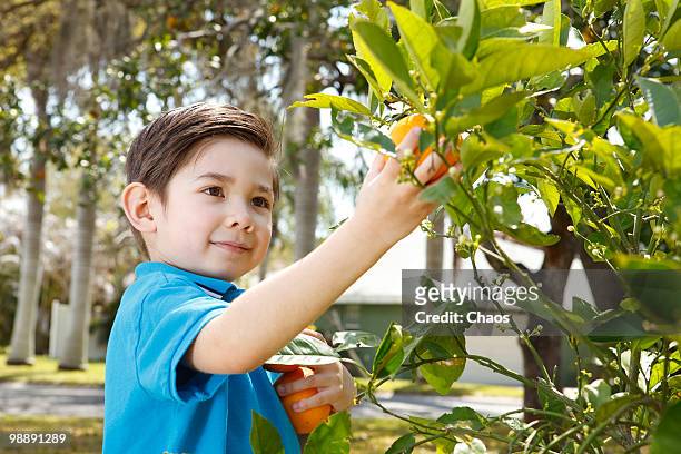 boy picking oranges from a tree - newhealth stock pictures, royalty-free photos & images