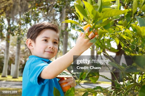 Boy picking oranges from a tree Boy picking oranges from a tree