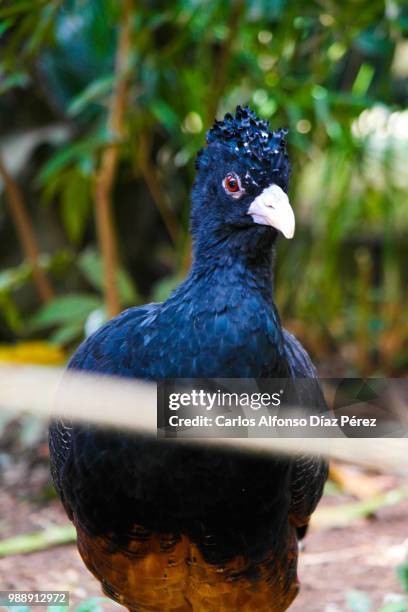 black bird - black bird stock pictures, royalty-free photos & images