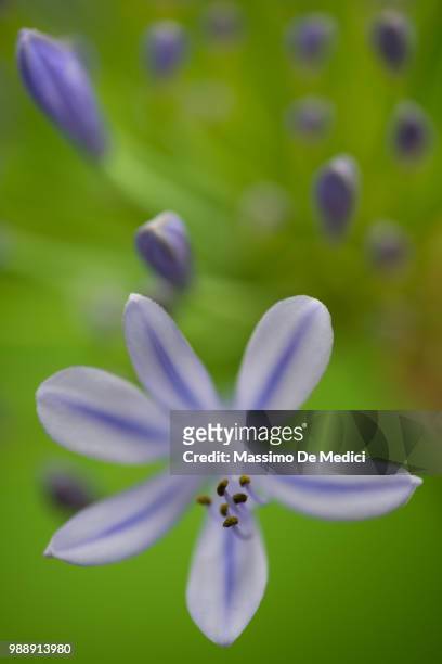 agapanthus - medici stock pictures, royalty-free photos & images