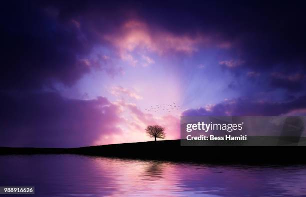 lonely tree in the lake with sunset - dawn bess fotografías e imágenes de stock