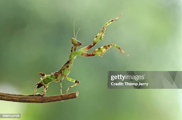 Champ Mantis 469 Mantis Branch Stock Photos, High-Res Pictures, and Images - Getty ...