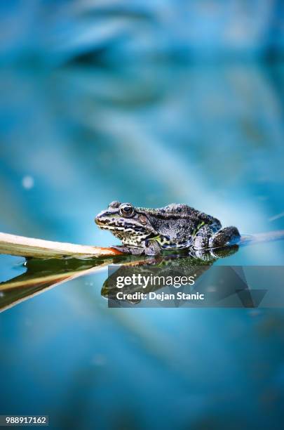 frog resting on a branch - erlangen stock pictures, royalty-free photos & images