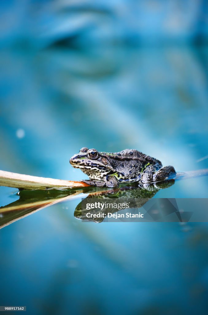 Frog resting on a branch