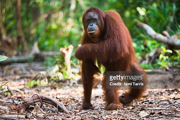 a female orangutan walking on back legs. - orang utan stock-fotos und bilder