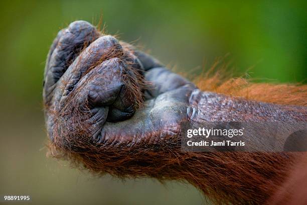 adult orangutan closed fist - animal hand stock pictures, royalty-free photos & images