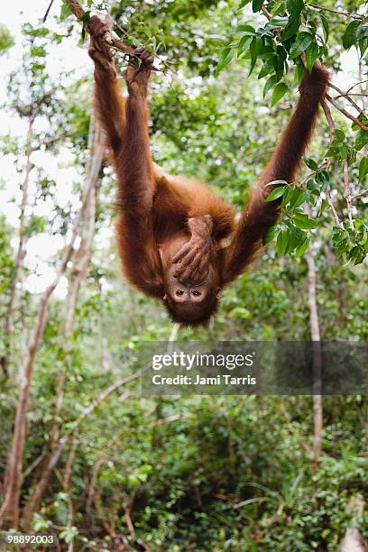 a juvenile orangutan playfully hangs upside down - orangutang bildbanksfoton och bilder