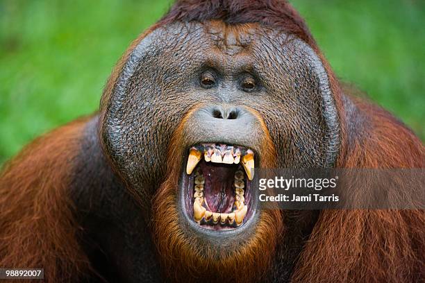 a dominant male orangutan - borneo fotografías e imágenes de stock