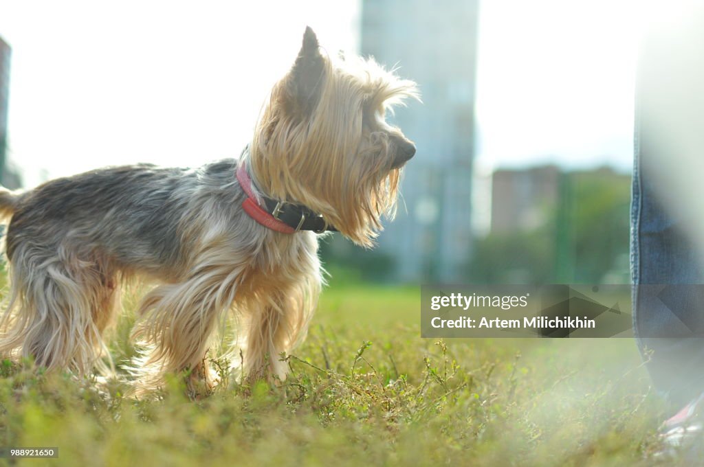 Dog