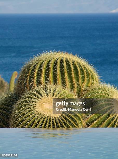 cactus in pool - golden barrel cactus stock pictures, royalty-free photos & images