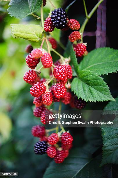 wild raspberries - newhealth foto e immagini stock