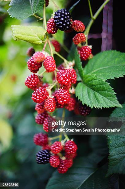 wild raspberries - newhealth stock pictures, royalty-free photos & images