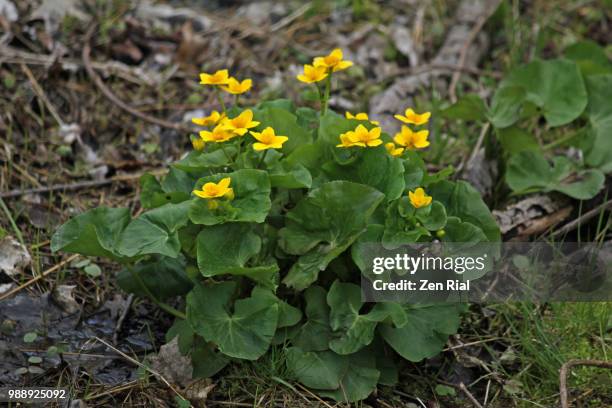 marsh marigold in bloom in wet woodland - caltha palustris - also called kingcup - chloroplasten stock-fotos und bilder