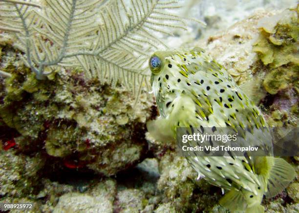 Baloo Fish 1,125 Balloon Fish Stock Photos, High-Res Pictures, and Images - Getty ...