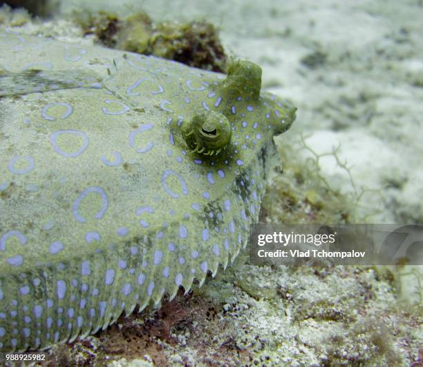 peacock flounder - flounder stock pictures, royalty-free photos & images