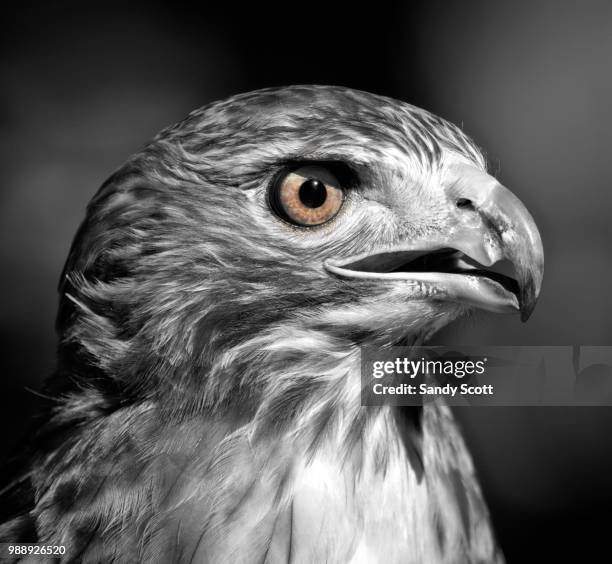 hawk eye - hawk eye stock pictures, royalty-free photos & images