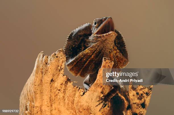 chlamydosaurus kingii, lizard, - frilled lizard stock-fotos und bilder