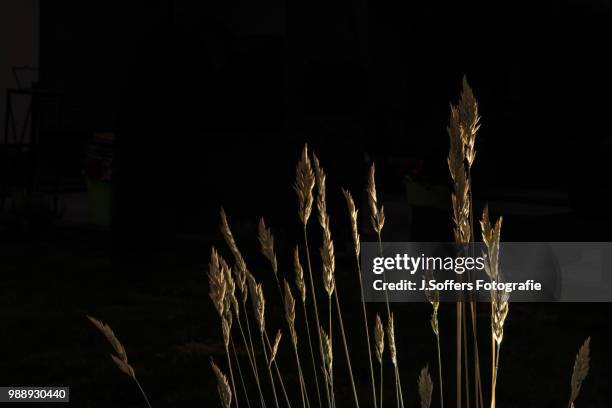 golden grass - fotografie ストックフォトと画像