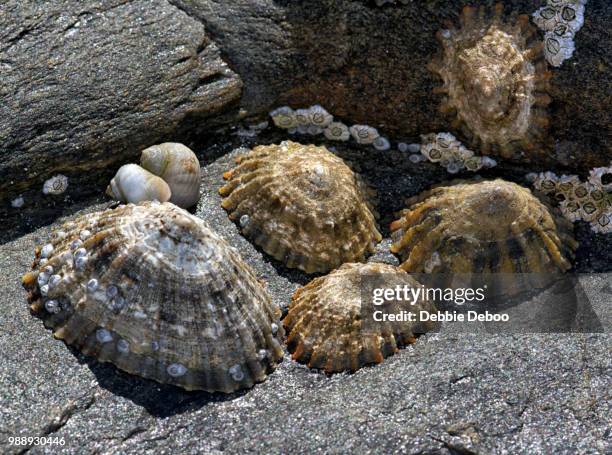 sea shells - limpet - fotografias e filmes do acervo