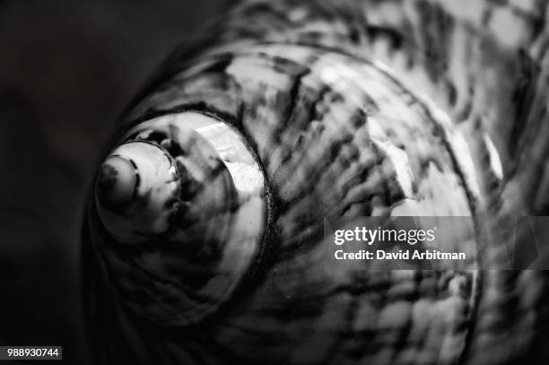 Dave Shell 3 194 David Shell Stock Photos, High-Res Pictures, and Images - Getty ...