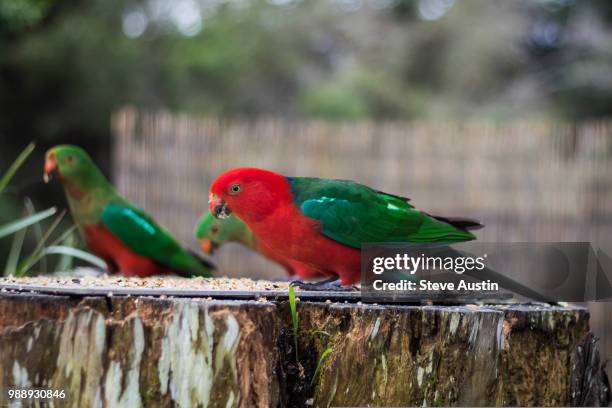 male king parrot - king parrot stock pictures, royalty-free photos & images