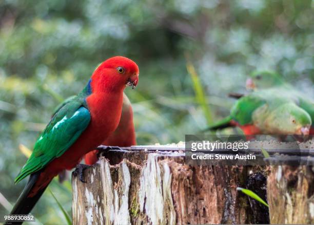 male king parrot - king parrot stock pictures, royalty-free photos & images