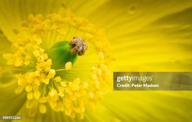 poppy flower - peter madsen stock-fotos und bilder