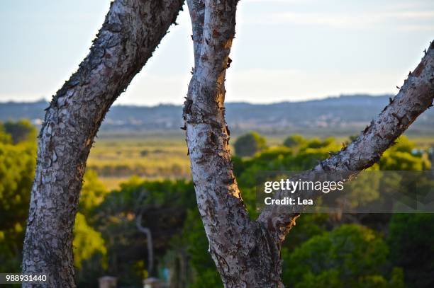 natur - natur fotografías e imágenes de stock