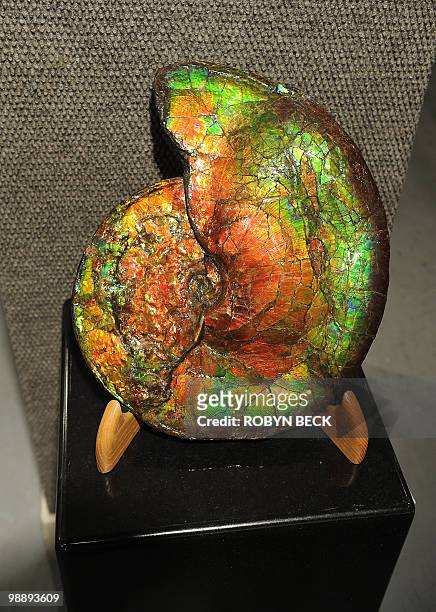 Large opalescent ammonite, with an estimated sale price of USD20,000-23 is on display at an auction preview, May 6, 2010 in Los Angeles. Bonhams &...