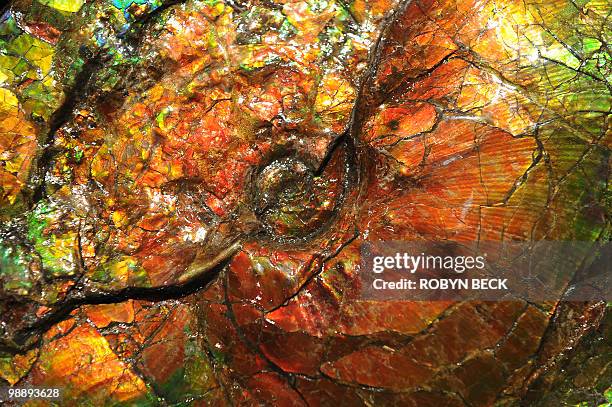 Detail of a large opalescent ammonite, with an estimated sale price of USD20,000-23 on display at an auction preview, May 6, 2010 in Los Angeles....