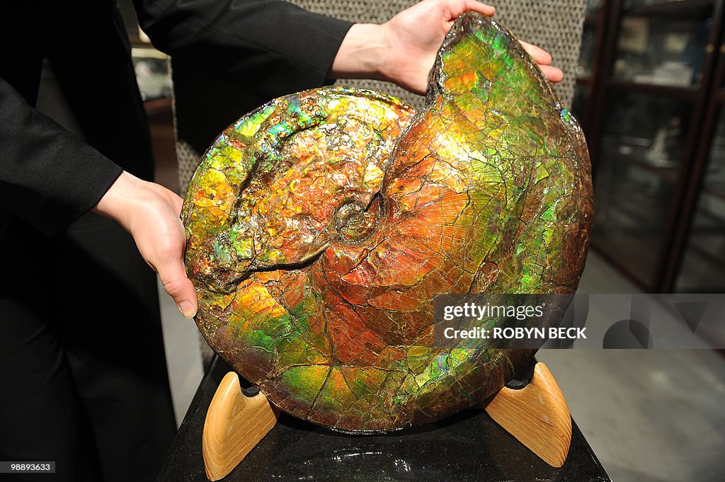 A large opalescent ammonite, with an est