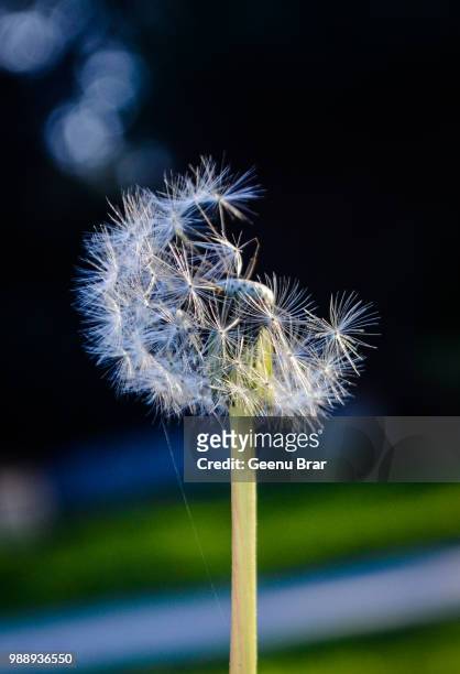 dandelion - bror stock pictures, royalty-free photos & images