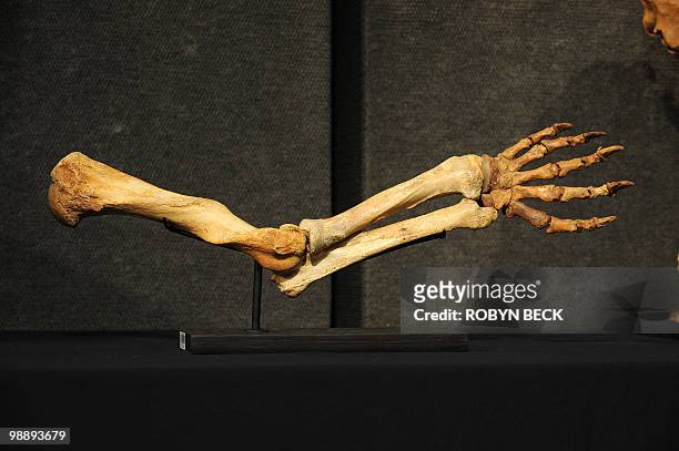 Cave bear arm is on display before sale at auction, May 6, 2010 in Los Angeles. Bonhams & Butterfields upcoming National History Auction, on May 27...