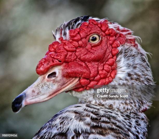 portrait of a muscovy duck - muscovy duck stockfoto's en -beelden